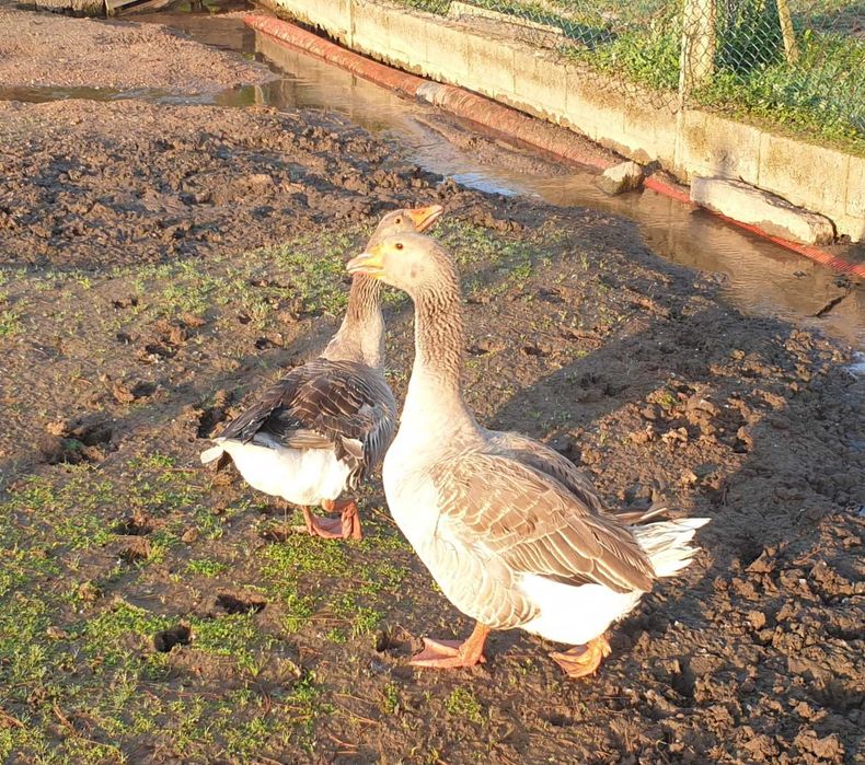 Patos gansos Toulouse