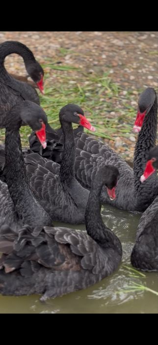 Cisnes pretos e brancos.