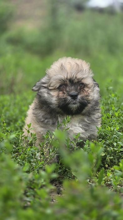 Maltipoo cudowna suczka