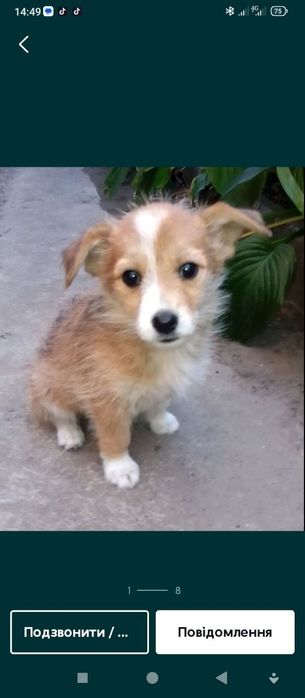 Щенок девочка ...