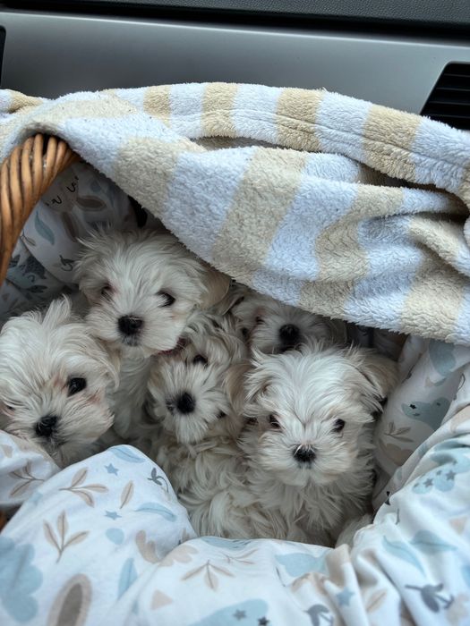 Maltańczyki Zhpr Uci