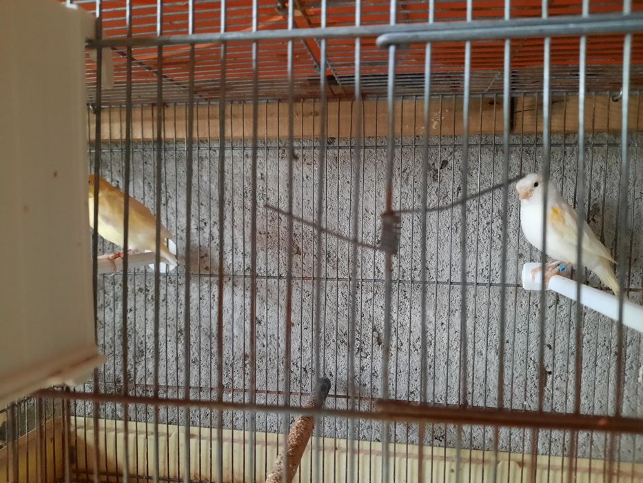 Canários de qualidade