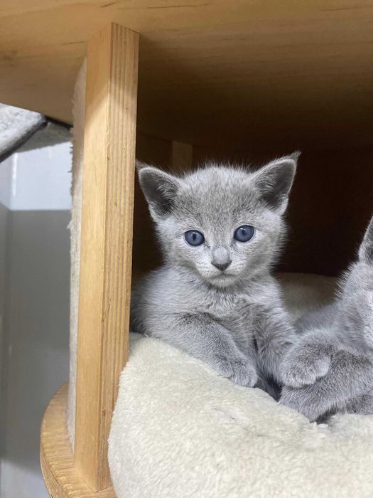 Kocurek Rosyjski Niebieski FPL