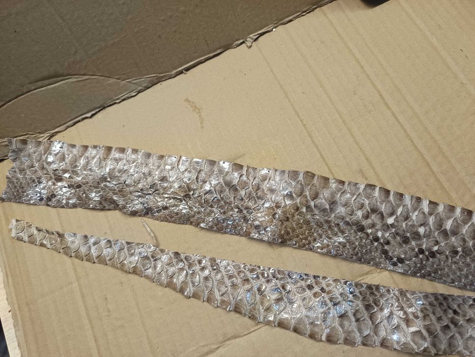 Шкіра змії 1м. 14см