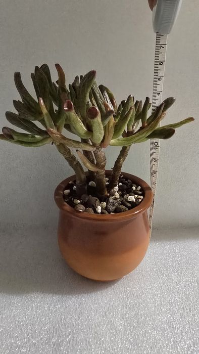 Grubosz crassula hobbit ucho Shreka bonsai