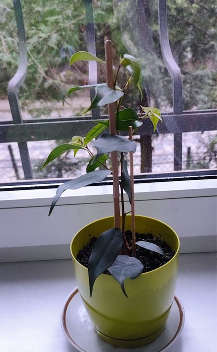 Фікус бенджаміна, молодий