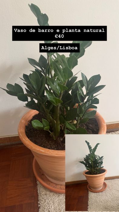 Planta e vaso de barro