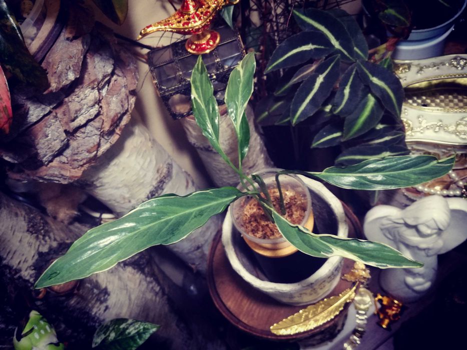 Spathiphyllum Indonesian Variegata Silver skrzydłokwiat monstera