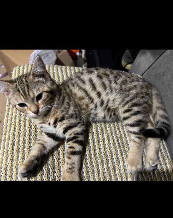 Бенгальські котики
