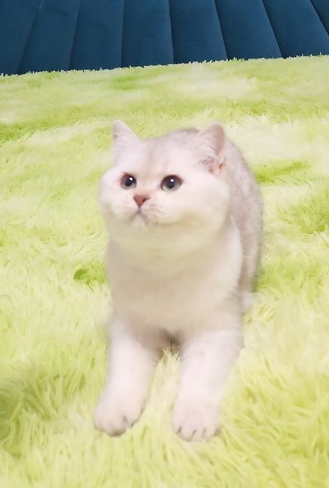 Шотландське кошеня срібна  шиншила