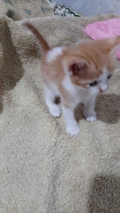 Gatinhos esperam por uma família