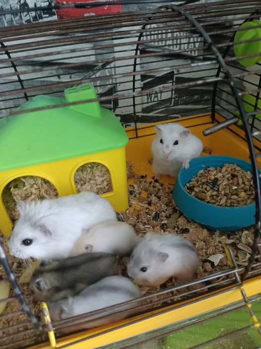 Джунгарики хомячок