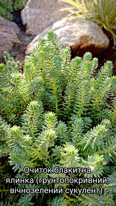 Багаторічні квіти