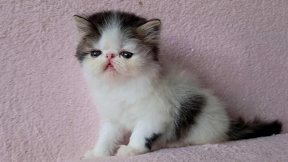 Персидский мальчик