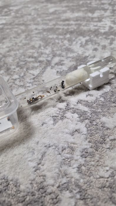 Мурахи Messor struktor/ чи просто інкубатор з ареною без мурах