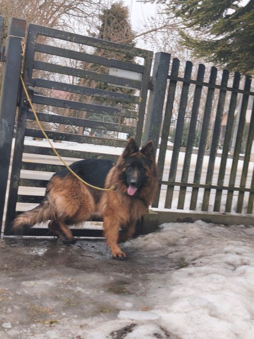 Owczarek niemiecki długowłosy ,,suka,,