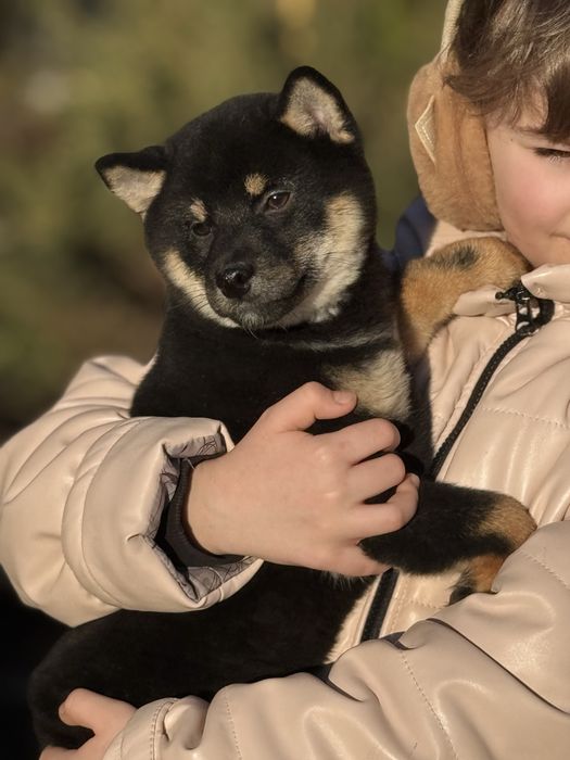 Красиві та породні цуценята шиба іну