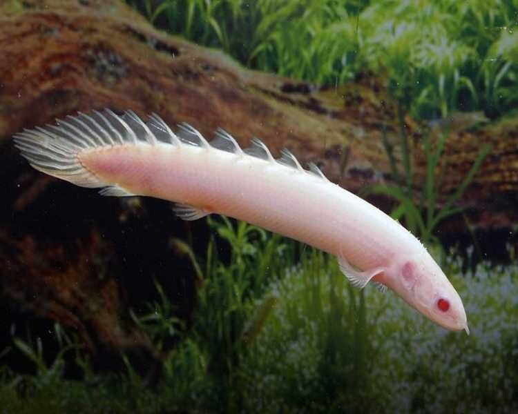 Wielopłetwiec senegalski albinos - Polypterus senegalus albino