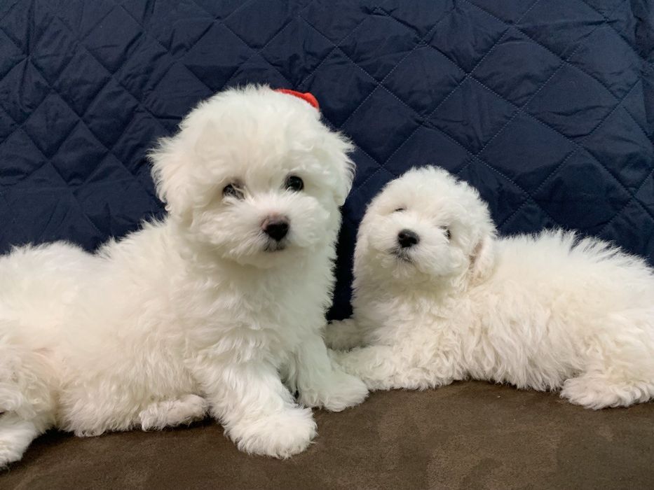 Цуценята Бішон-фрізе