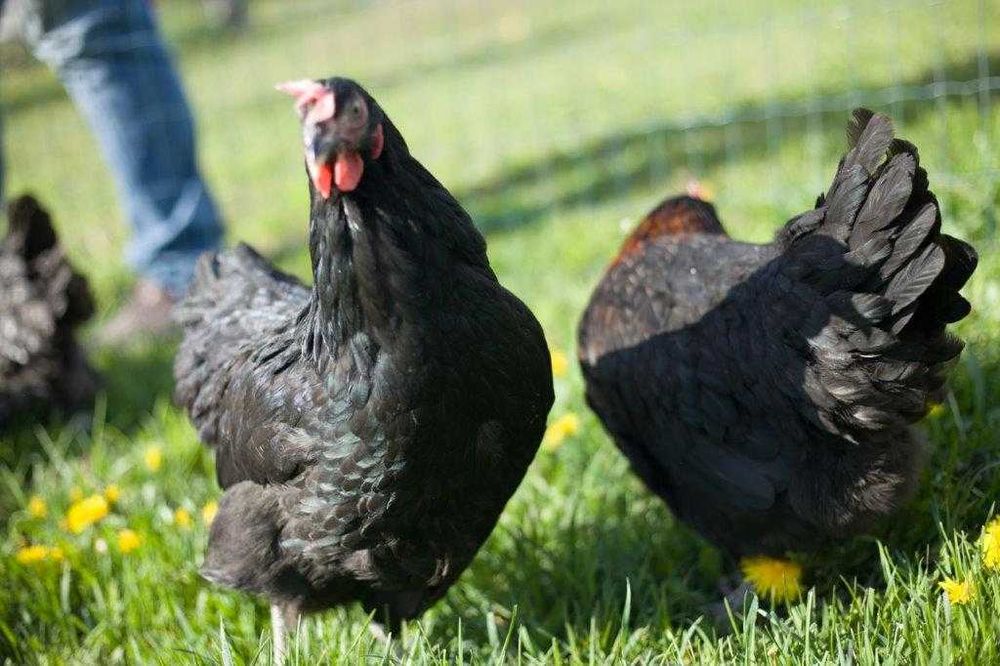 Kury kokoszki nioski Rosa kolorowa na wybieg odchowana dostawa Gratis