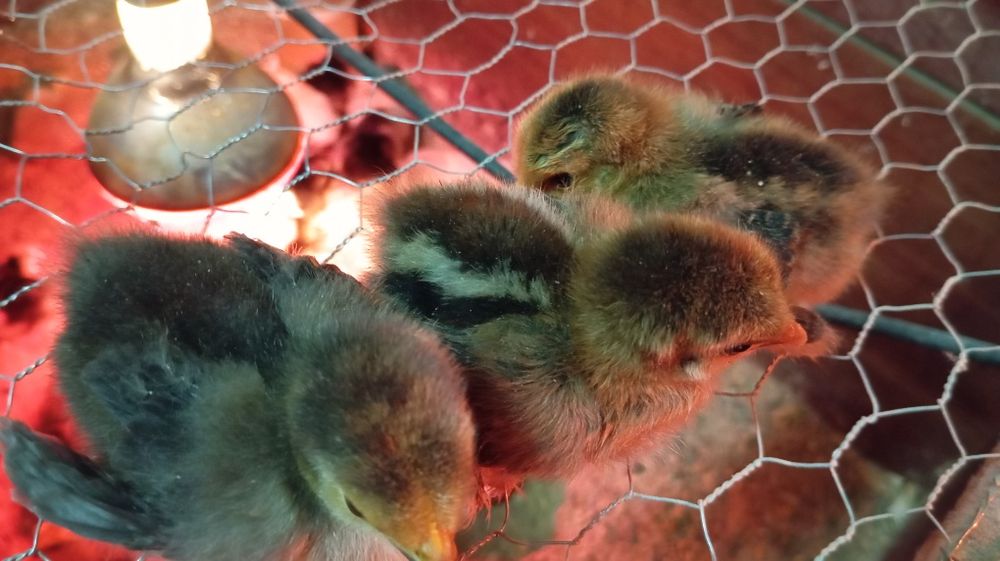 Pintos várias raças Brahamas/ Pekins