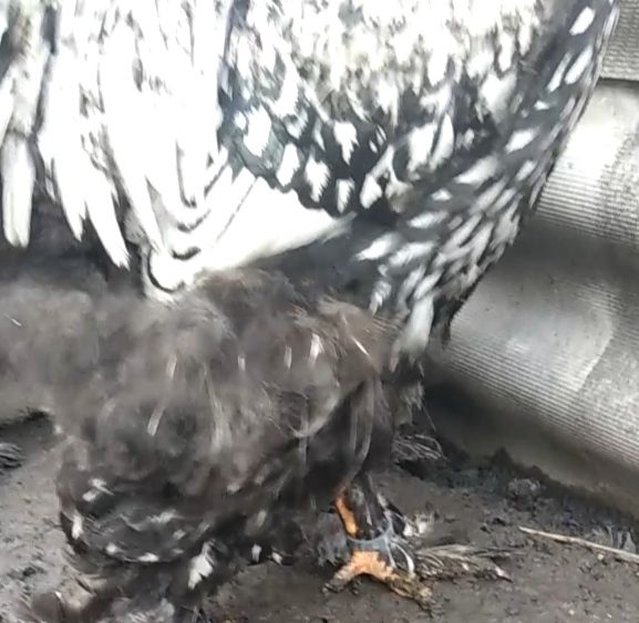 Инкубационное яйцо от кур породы Кохинхин Серебро