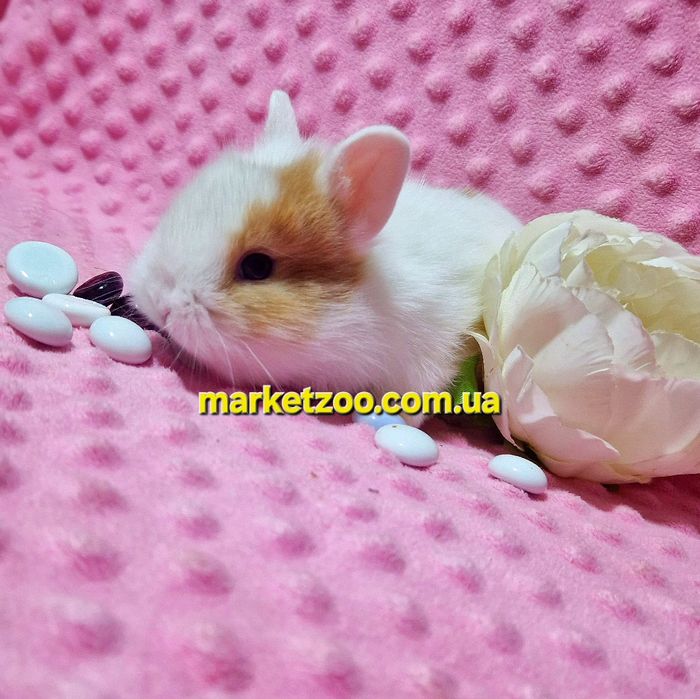 Міні кролик карликові карликовые кролики,мини,декоративний,найменший
