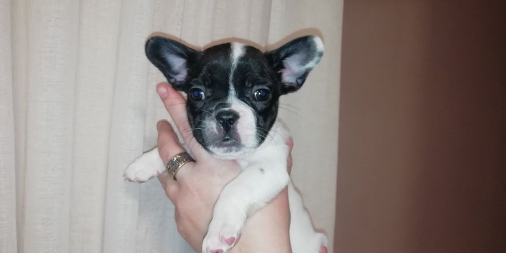 Щенята  Французского Бульдога