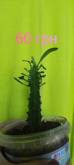 Сукуленти, Akiko, гіпеаструм білий, фікус, кімнатні рослини, гіпеастру