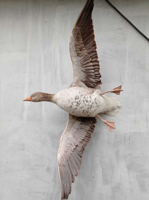 spreparowana ges gegawa ptak lowiectwo trofea rzezba