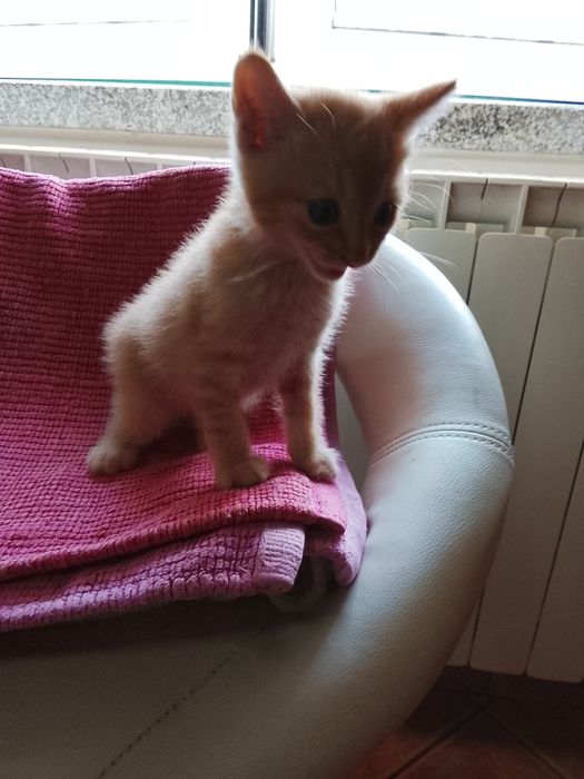 Gatinhos para adoção  ,dois machos e uma fêmea