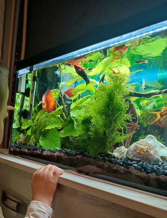 Akwarium 50 litrów z całym wyposażeniem