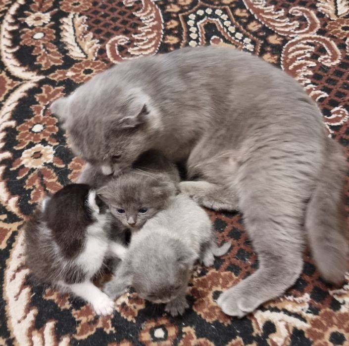 шотландские котята