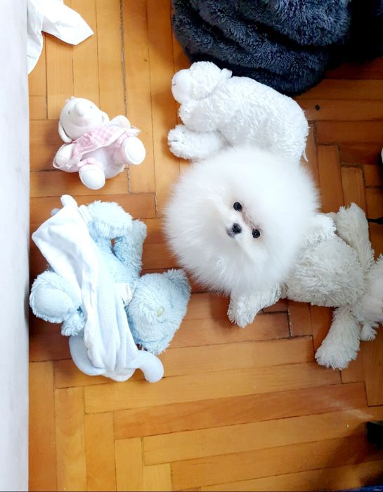 Szpic miniaturowy pomeranian * bardzo malenka dziewczynka*