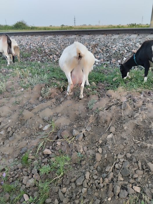 Продам коз 4 штуки