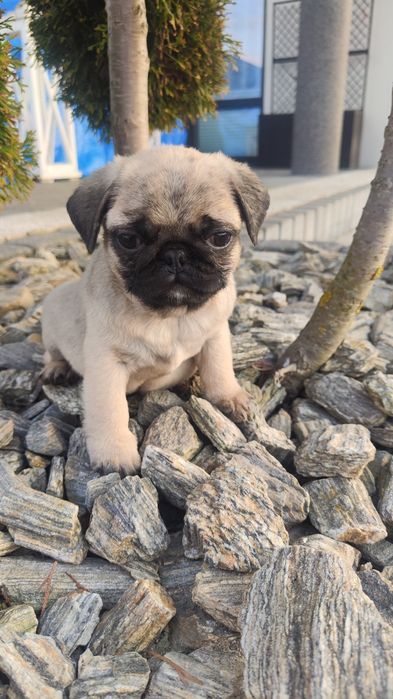 Mops beżowy pies