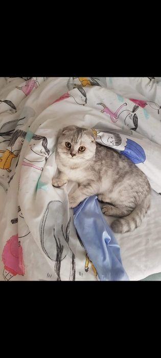 Scottish qualidade superior