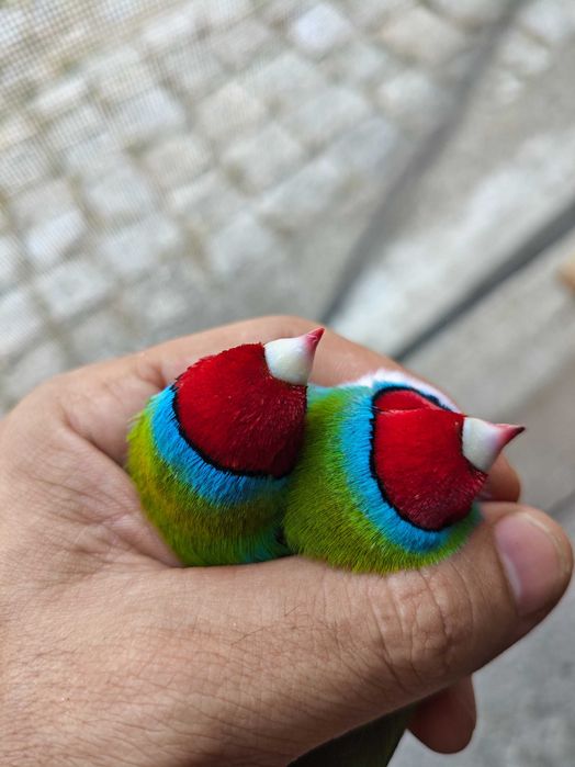 Diamantes de Gould