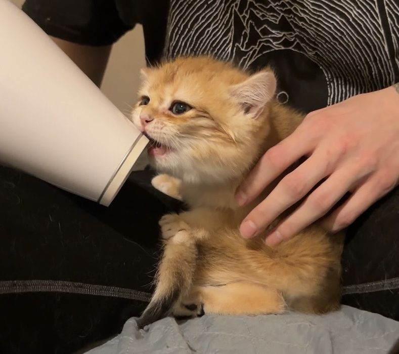 Британський короткошерстий золотий шиншил:)