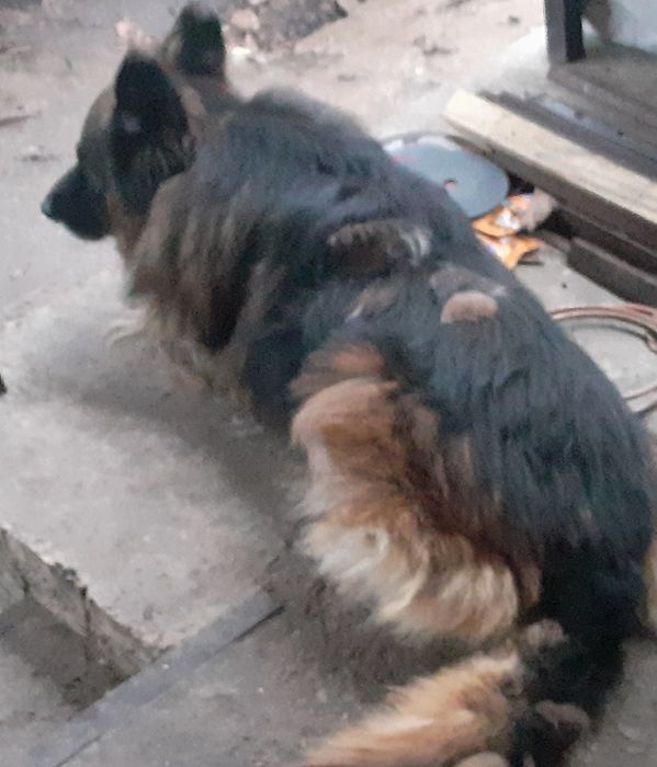 Віддам в добрі руки охоронців