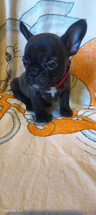 Buldog francuski , SUCZKA Gotowa do odbioru