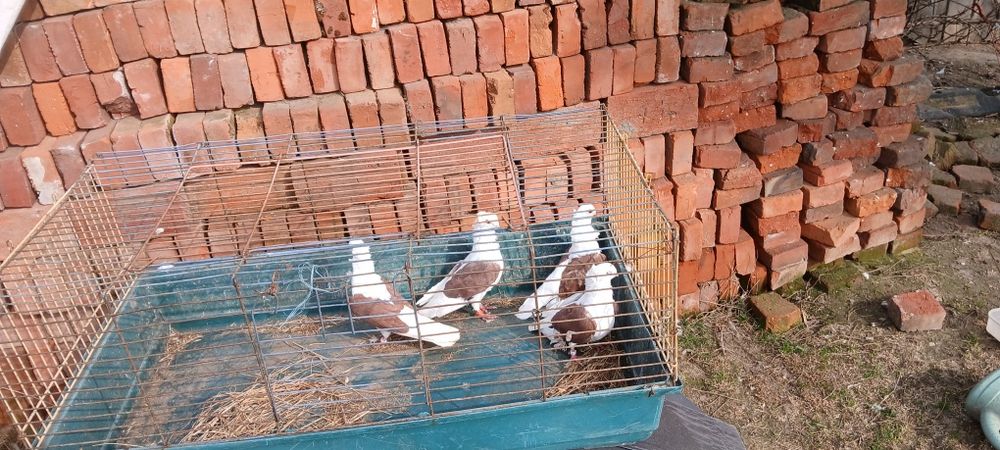 Sprzedam lub zamienie