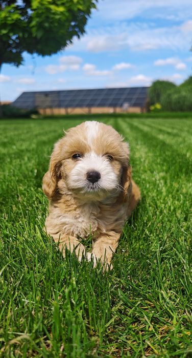 **Cockapoo** cudowny piesek!