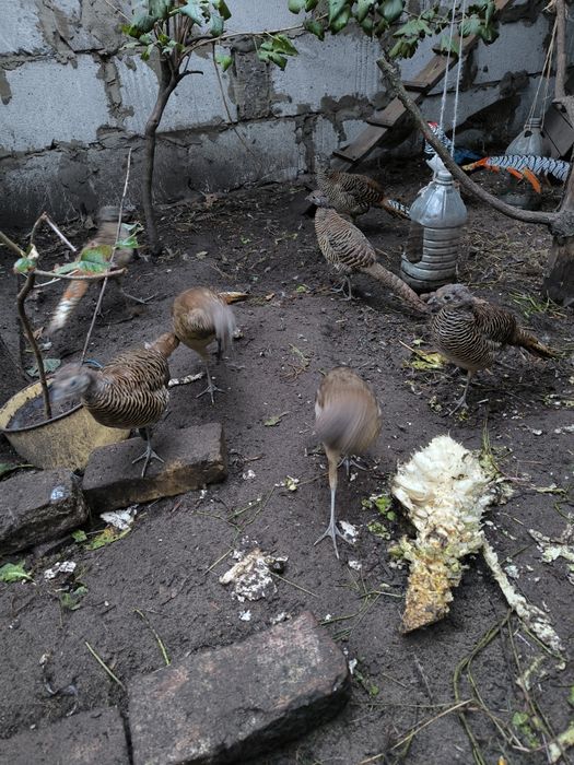 Фазан діамантовий