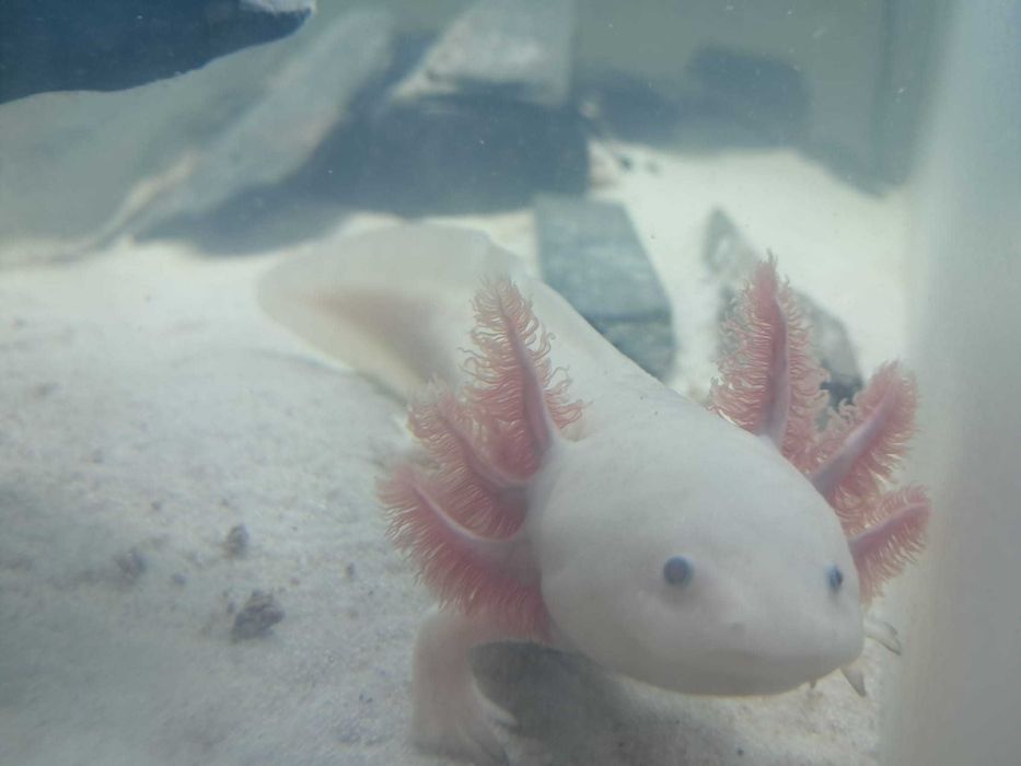 Axolotes adultos