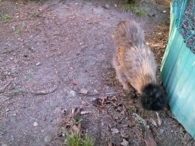 Китайська шовкова, птиця (чорна, шоколад). Яйце інкубаційне.