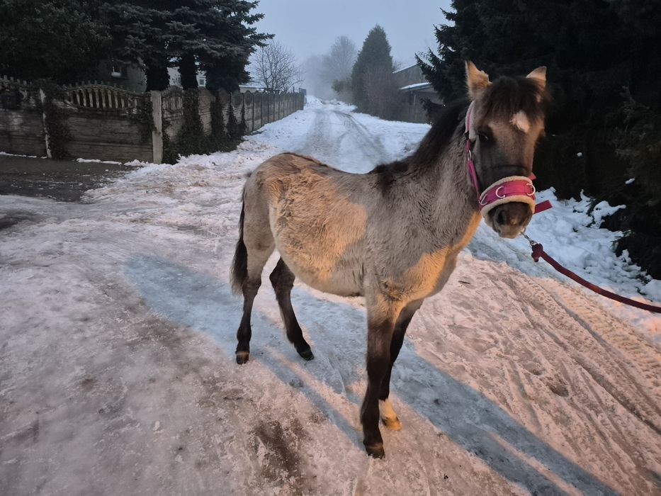 Ogierek Konik Polski