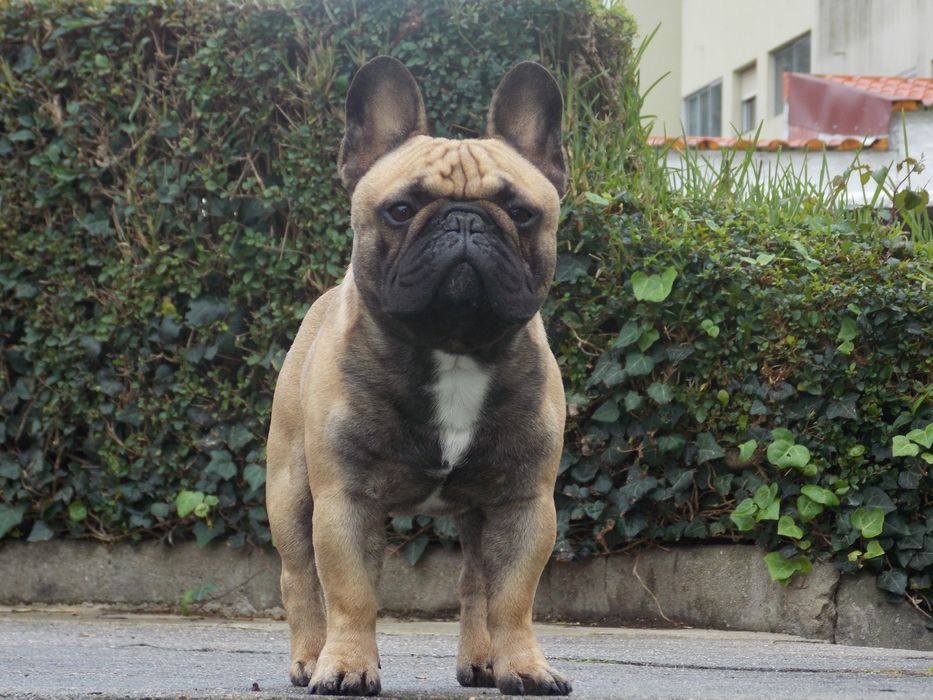 Bulldog francês macho fawn para acasalamento