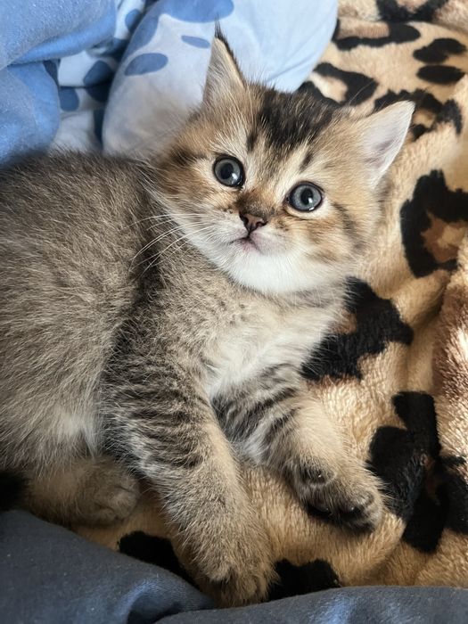 Шотландские котята