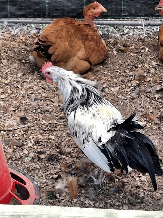 Fenix jovens para venda